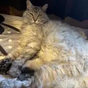 よしペンさん