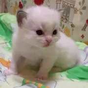 愛花　プロフ必読の画像