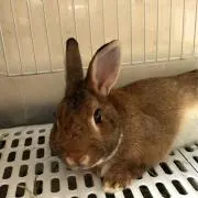 うめかの画像