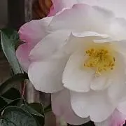 Jumokuの画像