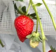 おやきの画像