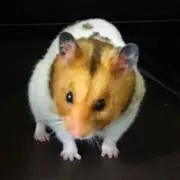はおはおの画像