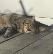 オクトオクタの画像