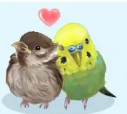 incocco@いんこっこ