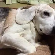 Masu