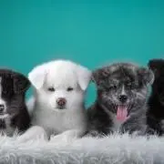 みみの画像