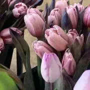 処分LILI☆プロフ必読お願いしますの画像