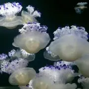 コロン