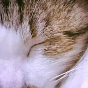 ニャンちゅう