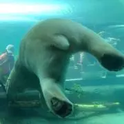 あむ