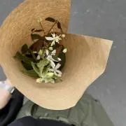 あんぱんの画像