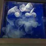 愛瑠❀プロフ必読