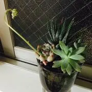 りえの画像