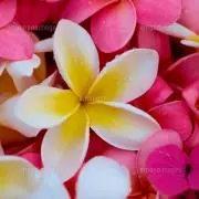 ♡ぷに♡