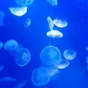 Ｙｏｓｉ *要プロフの画像