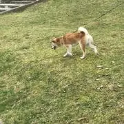 たら