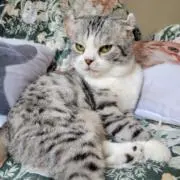 クロの画像