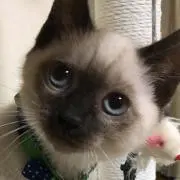 コテツ