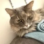 たかぶの画像