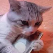 ガット