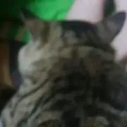 蒼菜