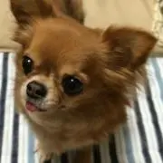 Rie Rieの画像