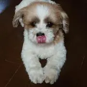 Ｍisacoの画像