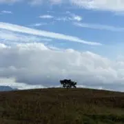 momaruの画像