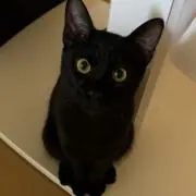 きゃたごんの画像