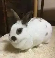 ♪りり♪の画像