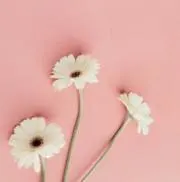 maiの画像