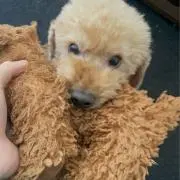 チョコビ