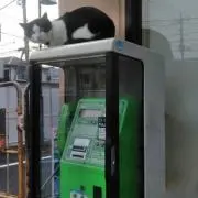 通りすがりの人の画像