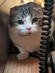 ねこた