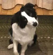 taishi