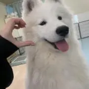 しゅう