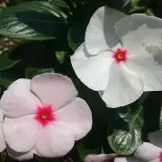 まっきー★の画像