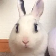 もふもふ❤︎ 購入前にコメント必須！の画像