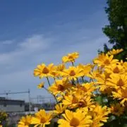 おまめの画像