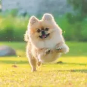ポン太の画像