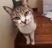 光太