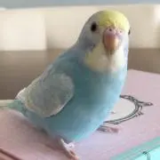 hinaの画像