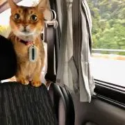 ロバクン