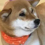 AKIRA