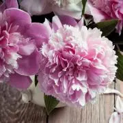 ❇For you❇