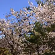 ソメイヨシノの画像