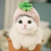 ミーの画像