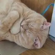 うどん猫の画像
