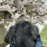 あゆの画像