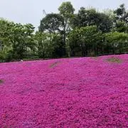 Ibukiの画像